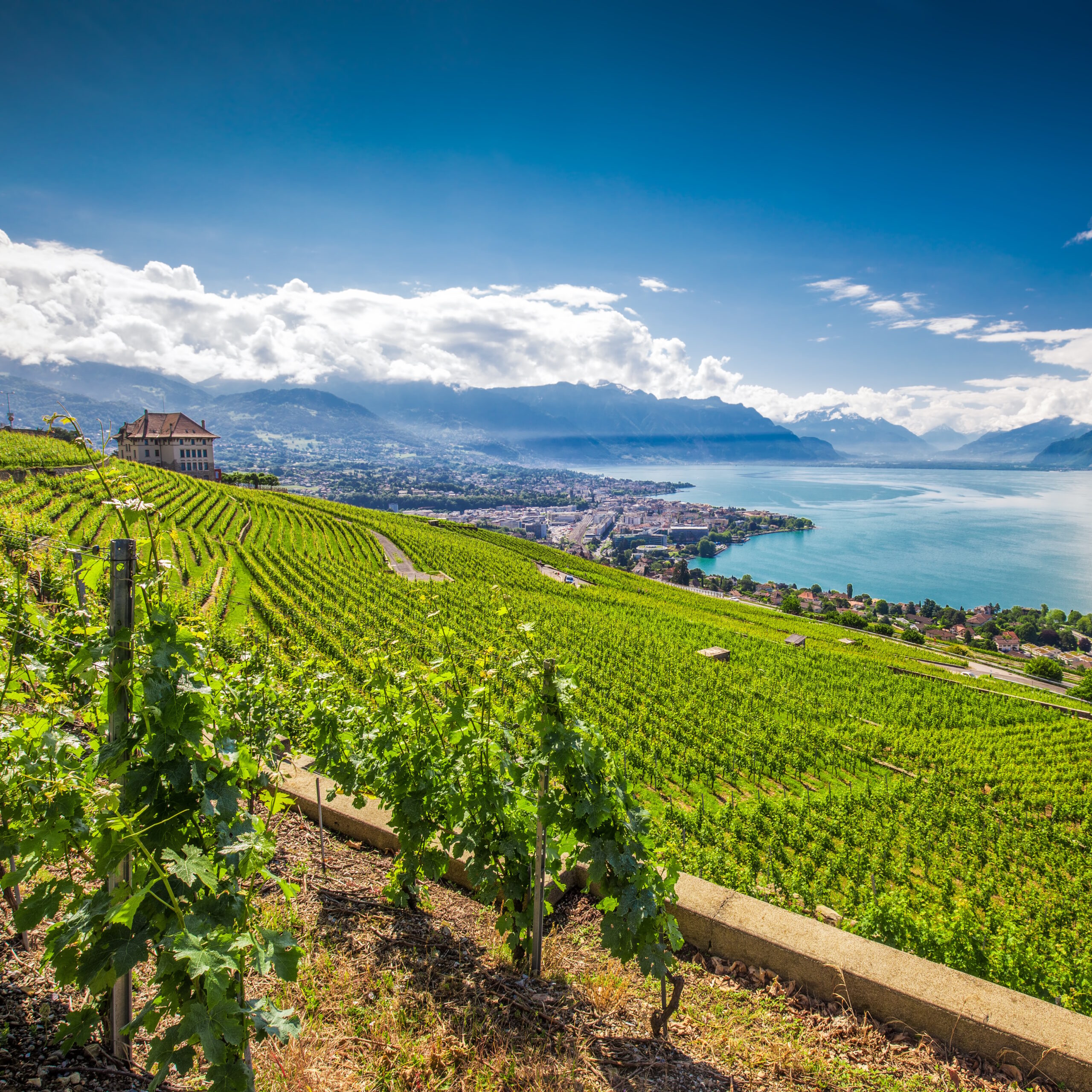 Alpine Wines: A Taste of the European Alps