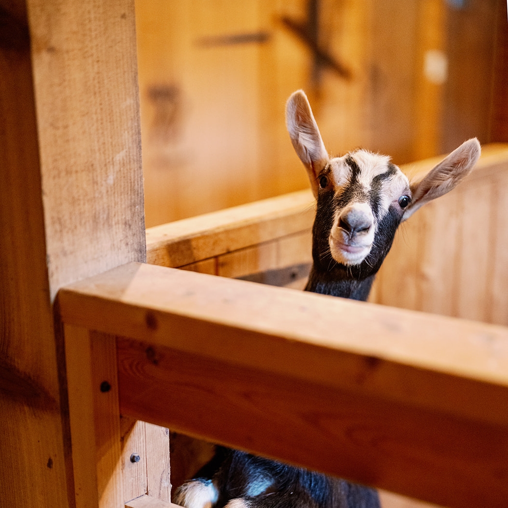 Bella Luna Harvest Kitchen (Ages 7-11)