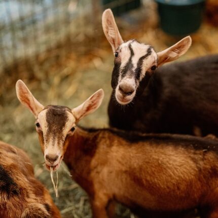 Bella Luna Farms Baby Goats 2025 00704 - Bella Luna Farms