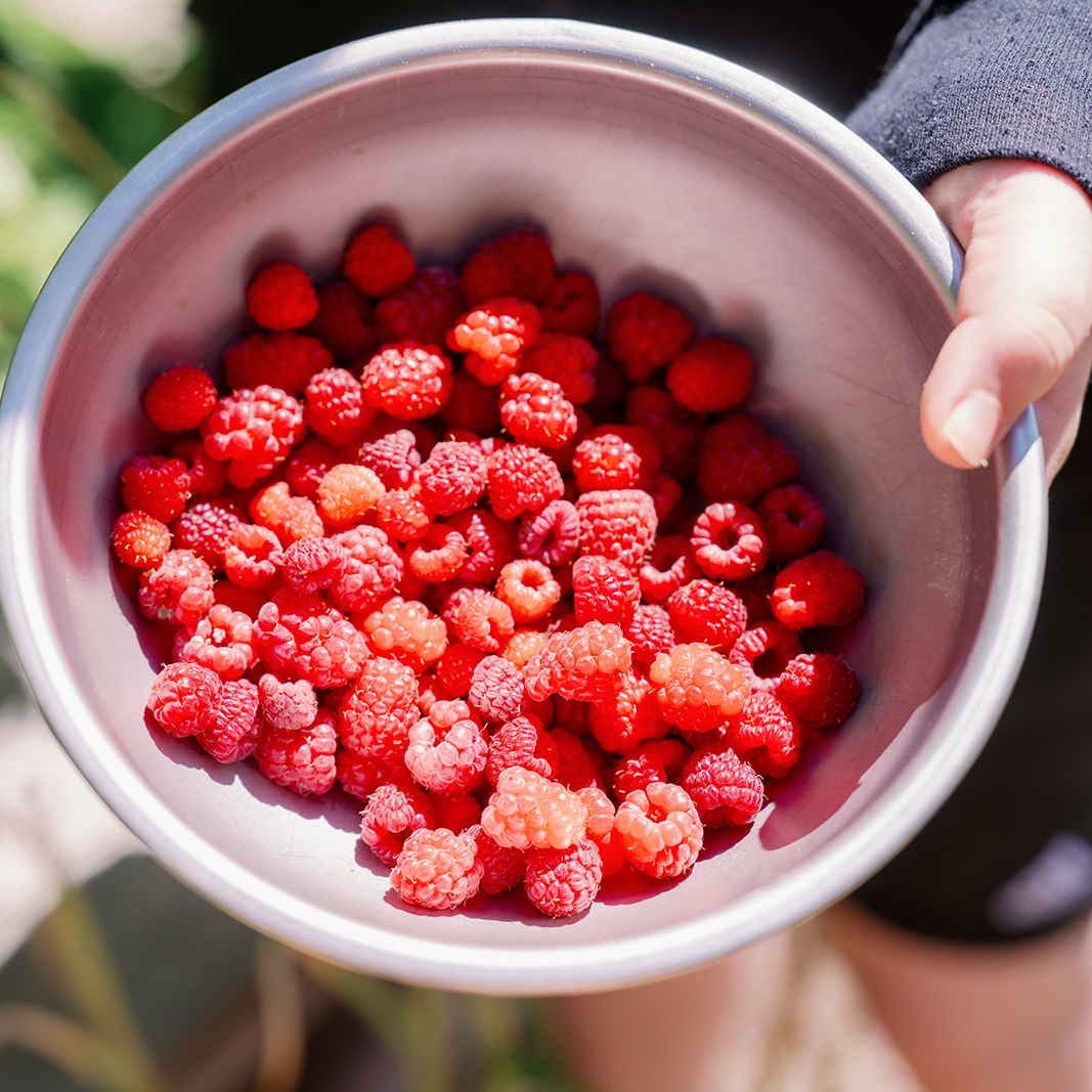 Thyme on the Farm (Ages 8+)
