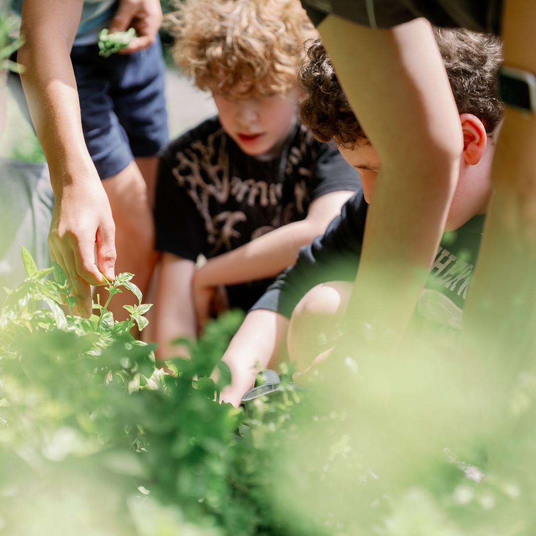 Thyme on the Farm (Ages 8+)