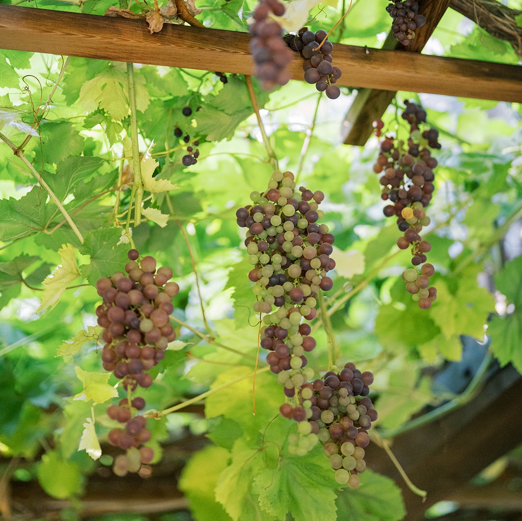 End-of-Summer Harvest Feast