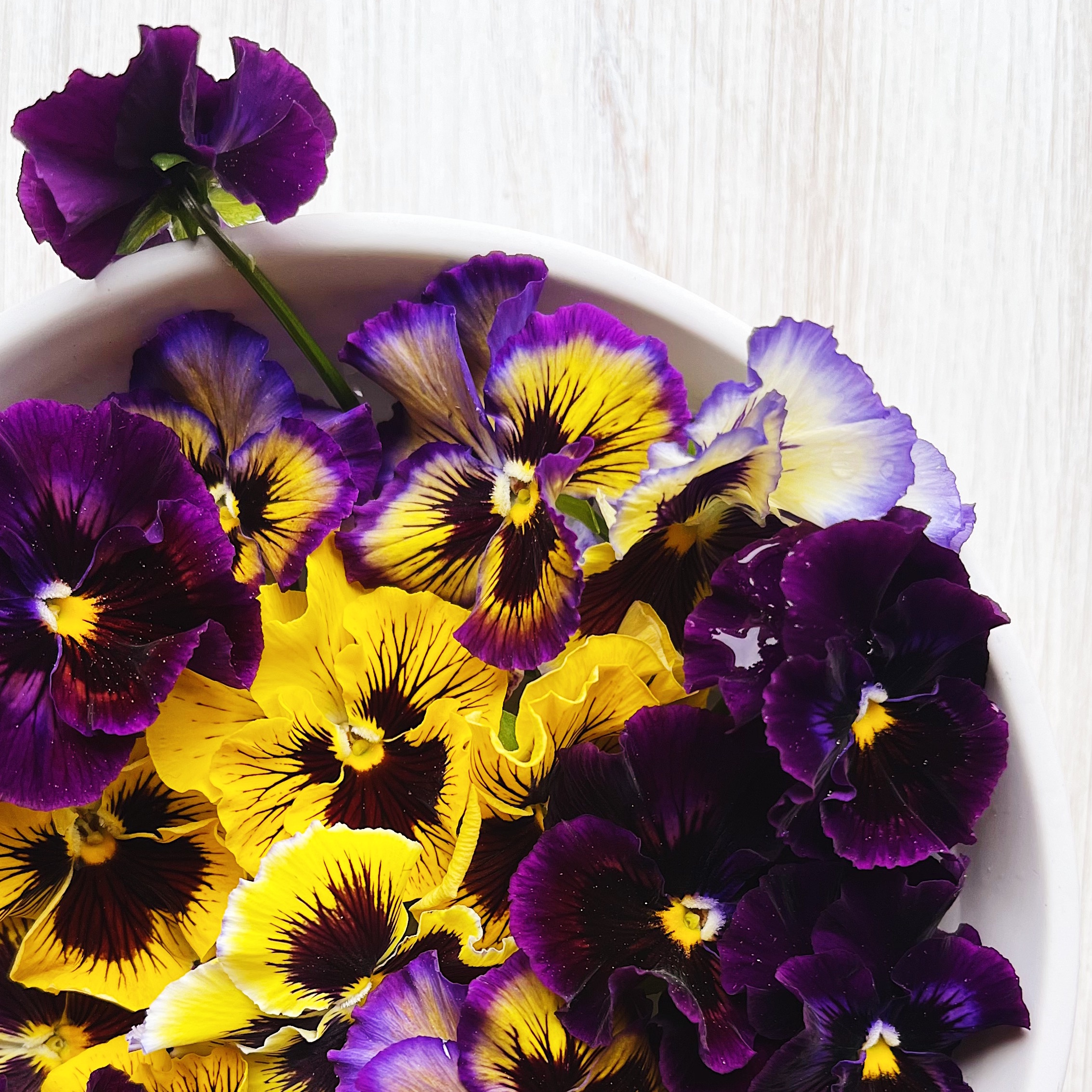 An Afternoon of Pansies: Gardening & Watercoloring the Spring Garden