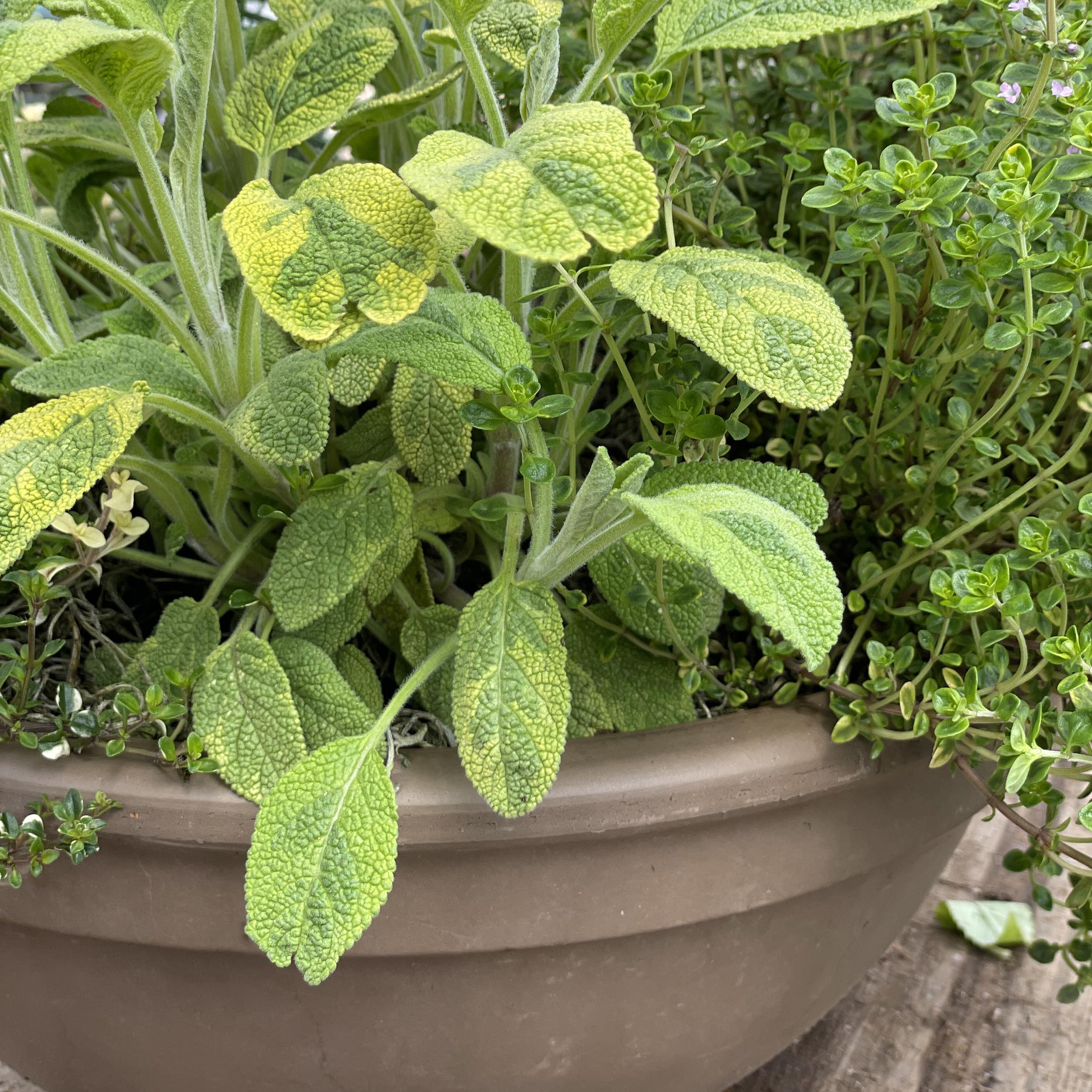 Gather & Grow: A Mother's Day Celebration