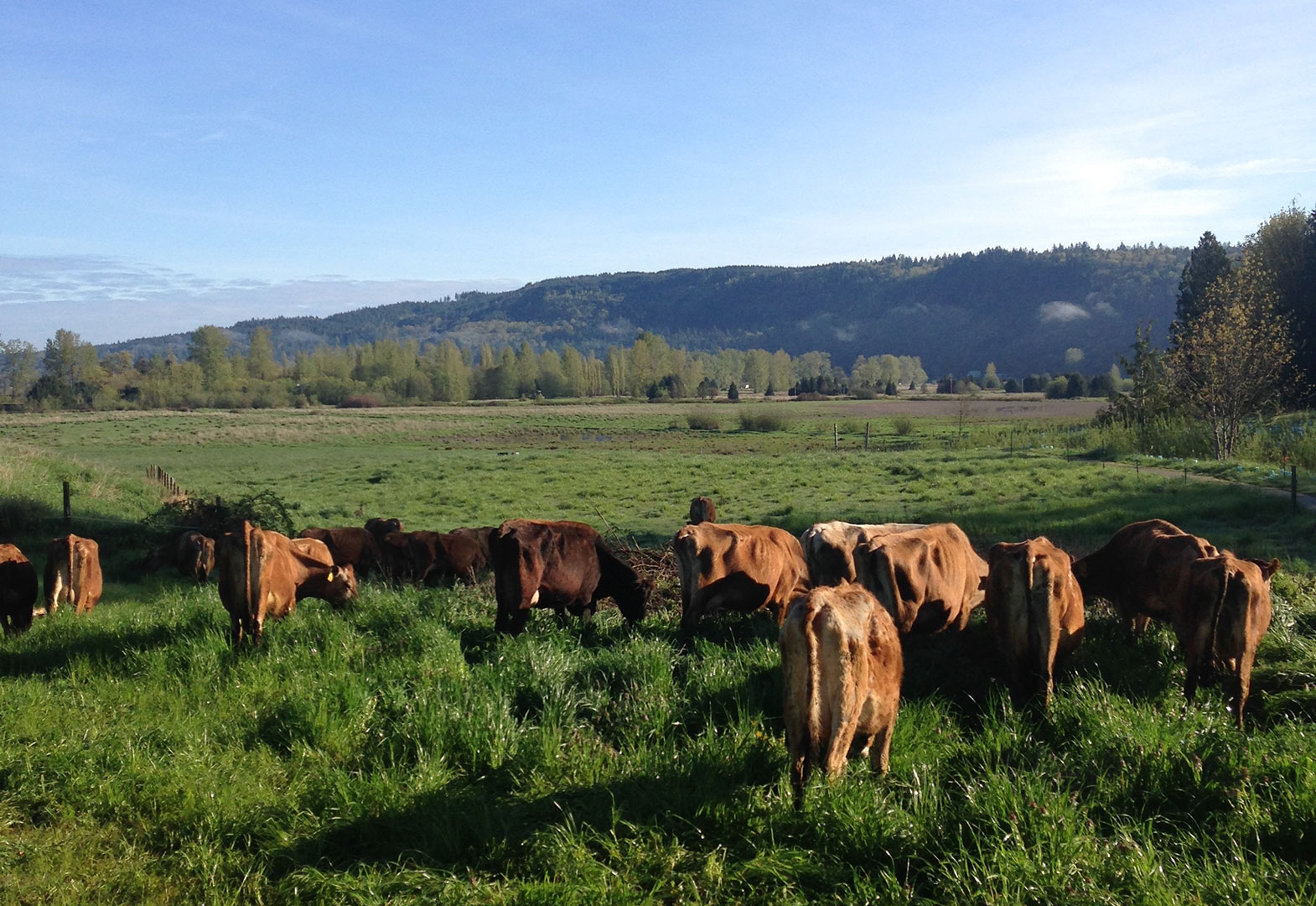bellsong-creamery-cows-pasture-summer