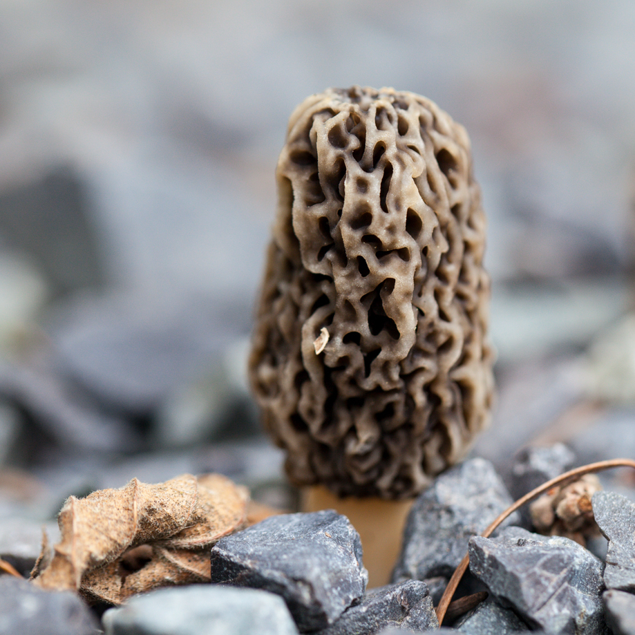 May is for Morels