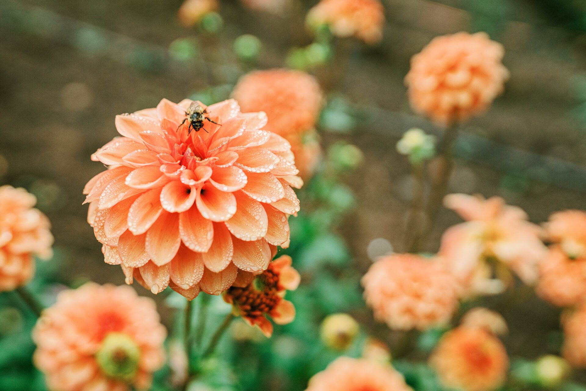 parterre-garden-design-dahlia-garden-with-bee