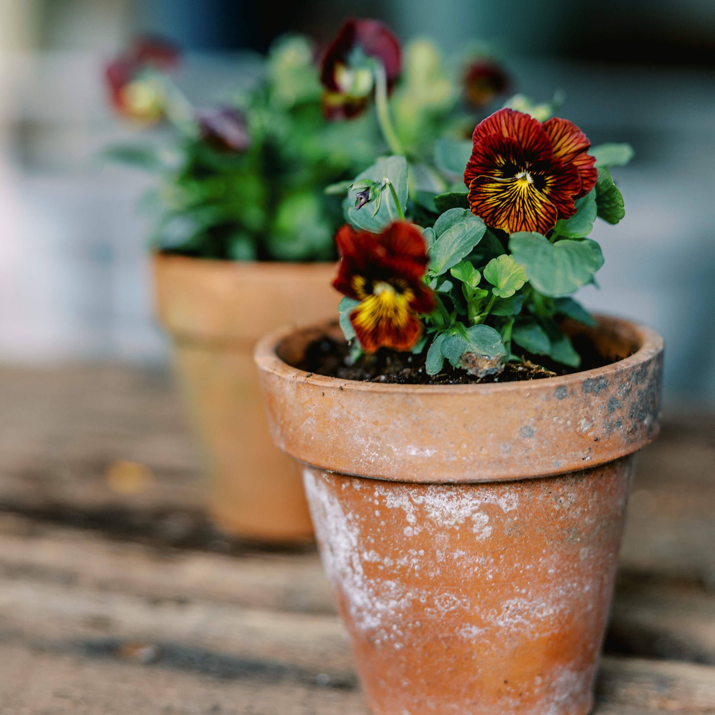 An Afternoon of Pansies: Gardening & Watercoloring the Spring Garden